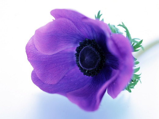 423895 (a): :1600x1200